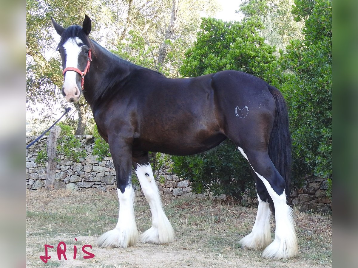 Shire Horse Jument 3 Ans in Yecla De Yeltes