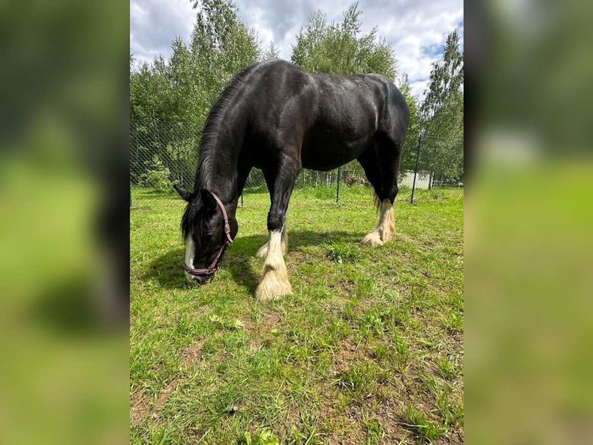 Shire Horse Jument 3 Ans Noir in Klodzko