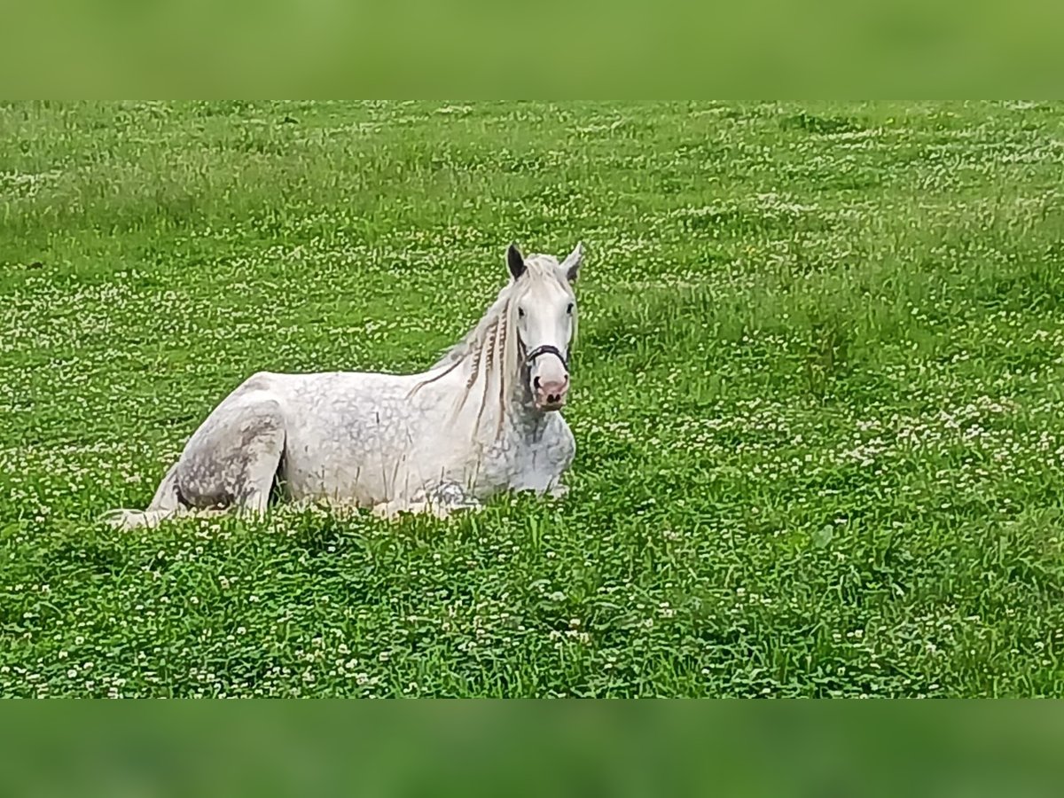 Shire Horse Jument 4 Ans 182 cm Gris in Ried im Innkreis Shire Horse Jument 4 Ans 182 cm Gris in Ried im Innkreis