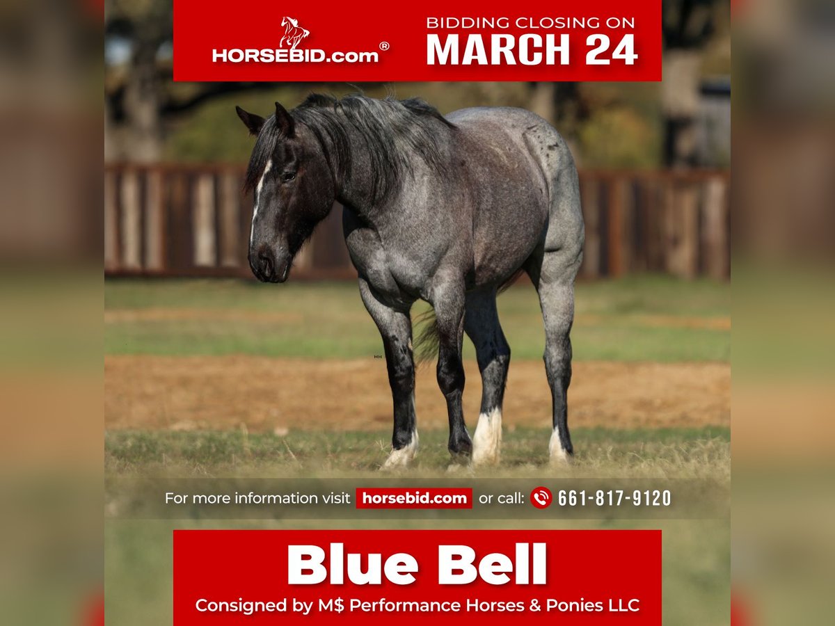 Shire Horse Jument 5 Ans 160 cm Rouan Bleu in Stephenville, TX