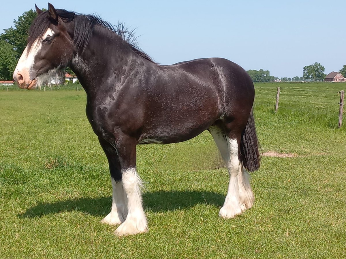 Shire Horse Jument 6 Ans 175 cm Noir in Dreumel