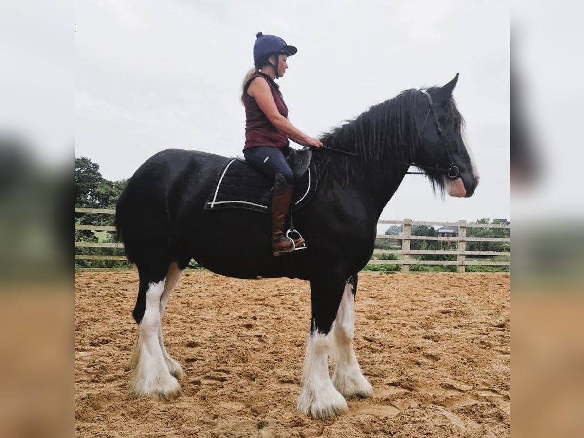 Shire Horse Jument 6 Ans Noir in whitegate