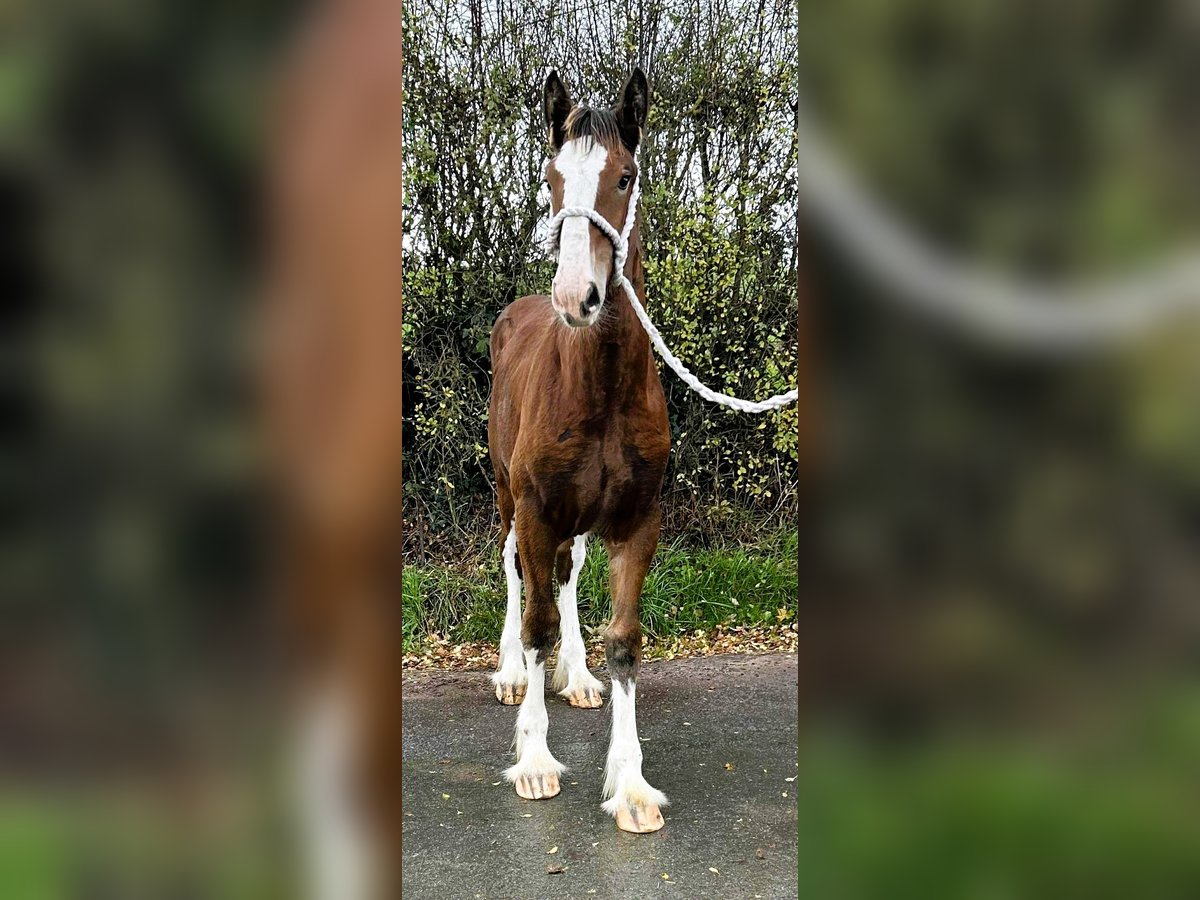 Shire Horse Jument Poulain (04/2025) in Anderton2bq