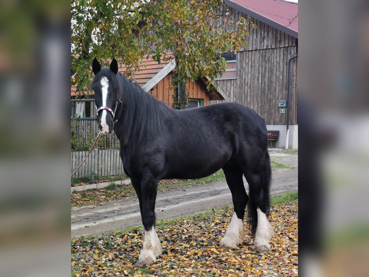 Shire Horse Mare 10 years 17,1 hh Black in Ried im Innkreis Shire Horse Mare 10 years 17,1 hh Black in Ried im Innkreis