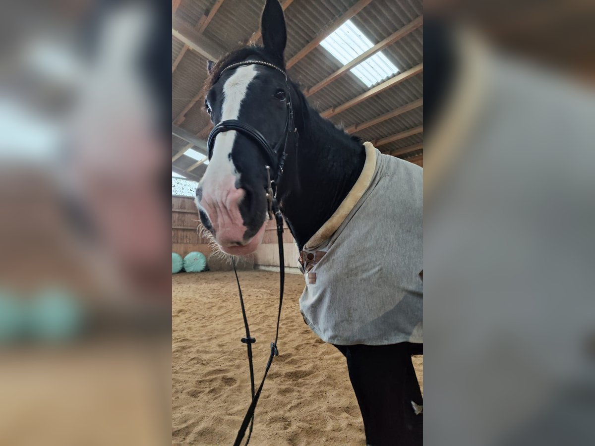 Shire Horse Mare 10 years 18,2 hh Black in Bayern