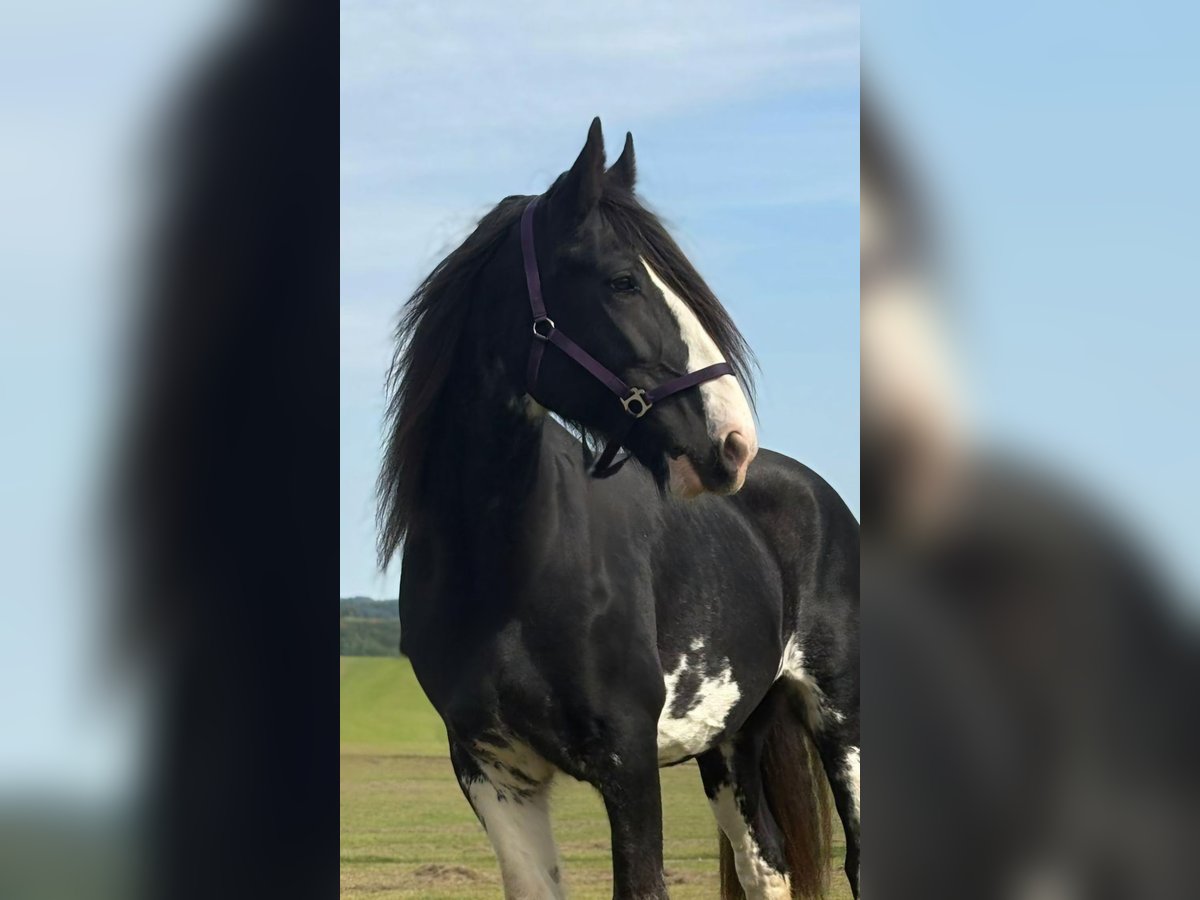 Shire Horse Mare 11 years 17,2 hh Black in Blankenheim