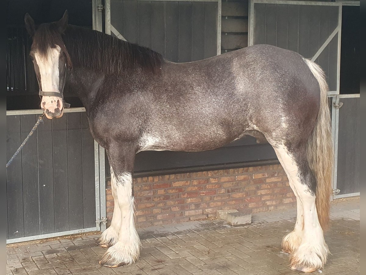 Shire Horse Mare 14 years 17,1 hh Black in Sint-Annaland