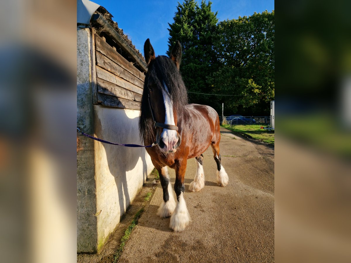 Shire Horse Mare 14 years 17,2 hh Bay in essex