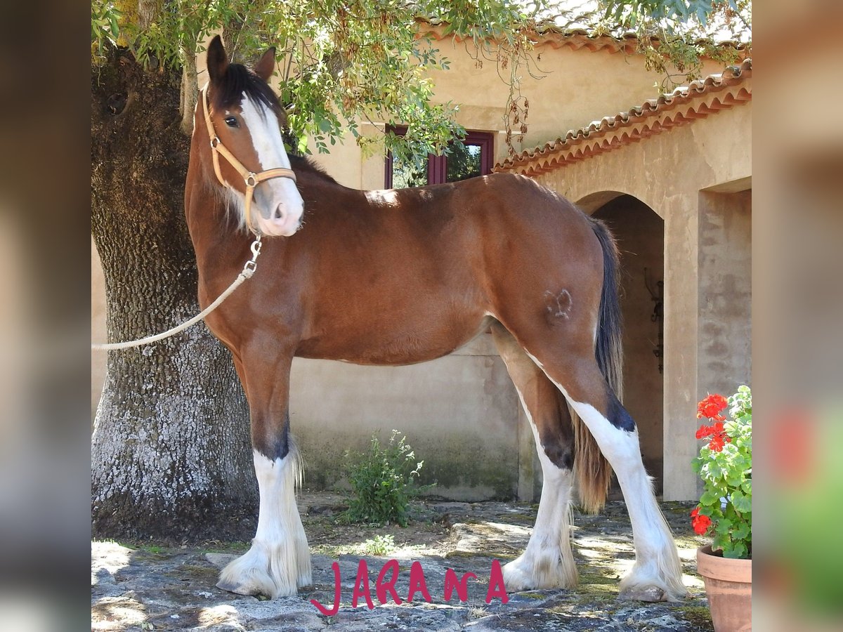 Shire Horse Mare 1 year 15,1 hh Chestnut in Yecla De Yeltes