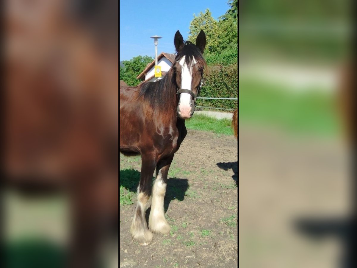 Shire Horse Mare 1 year 17,2 hh Brown in Salzburg