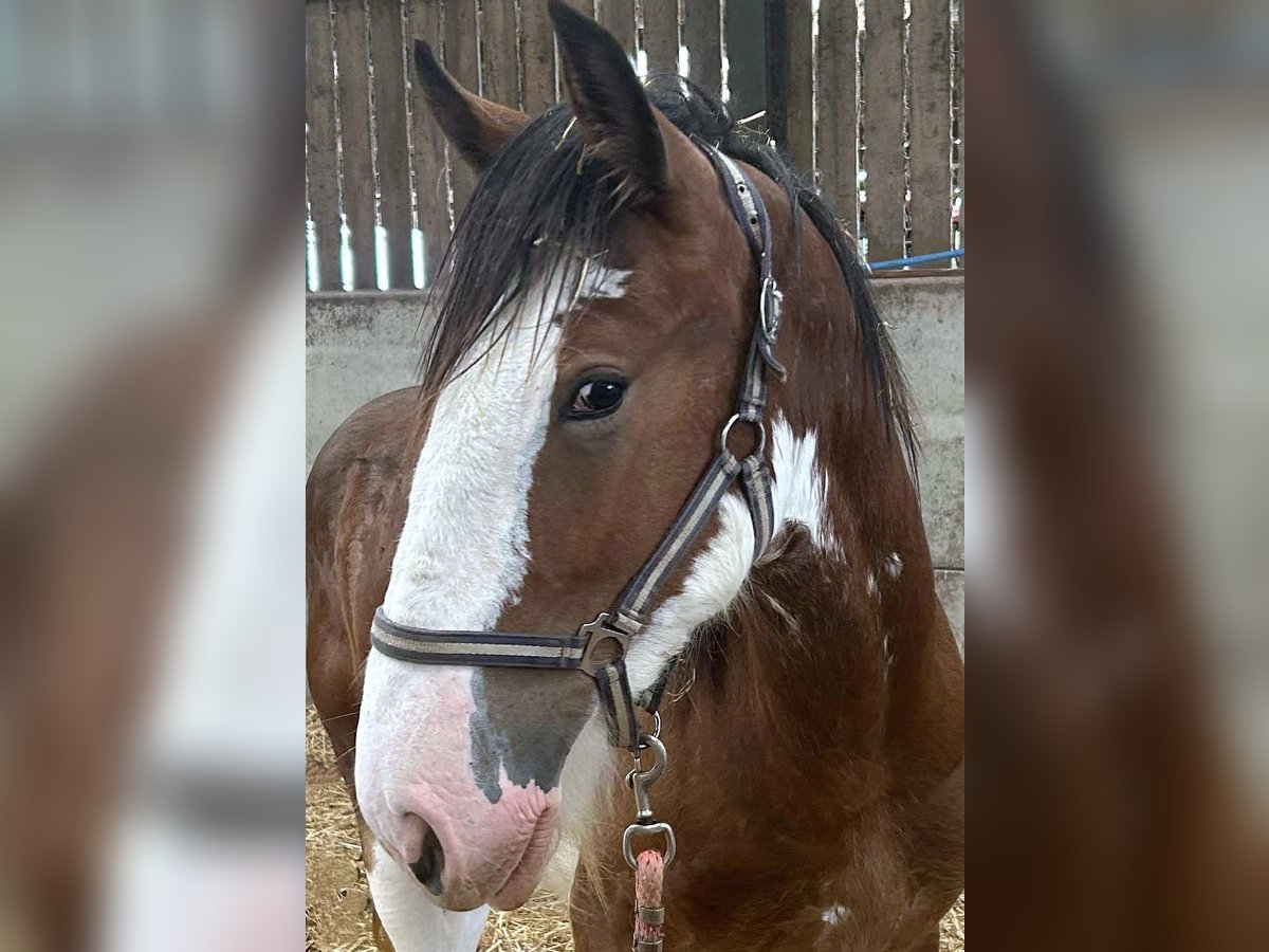 Shire Horse Mare 1 year in whitegate Shire Horse Mare 1 year in whitegate