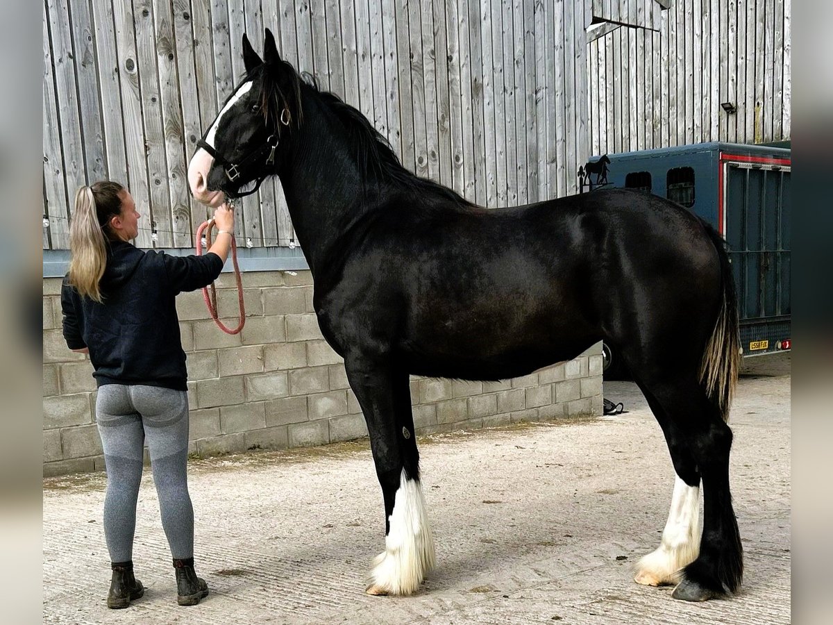 Shire Horse Mare 1 year in marbury