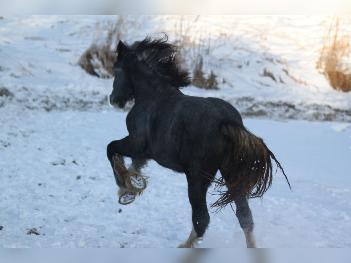 Shire Horse Mare 2 years 17 hh Gray-Dapple in Bad Füssing