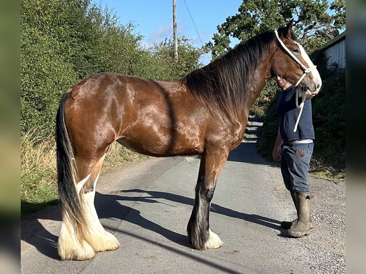 Shire Horse Mare 2 years in marbury