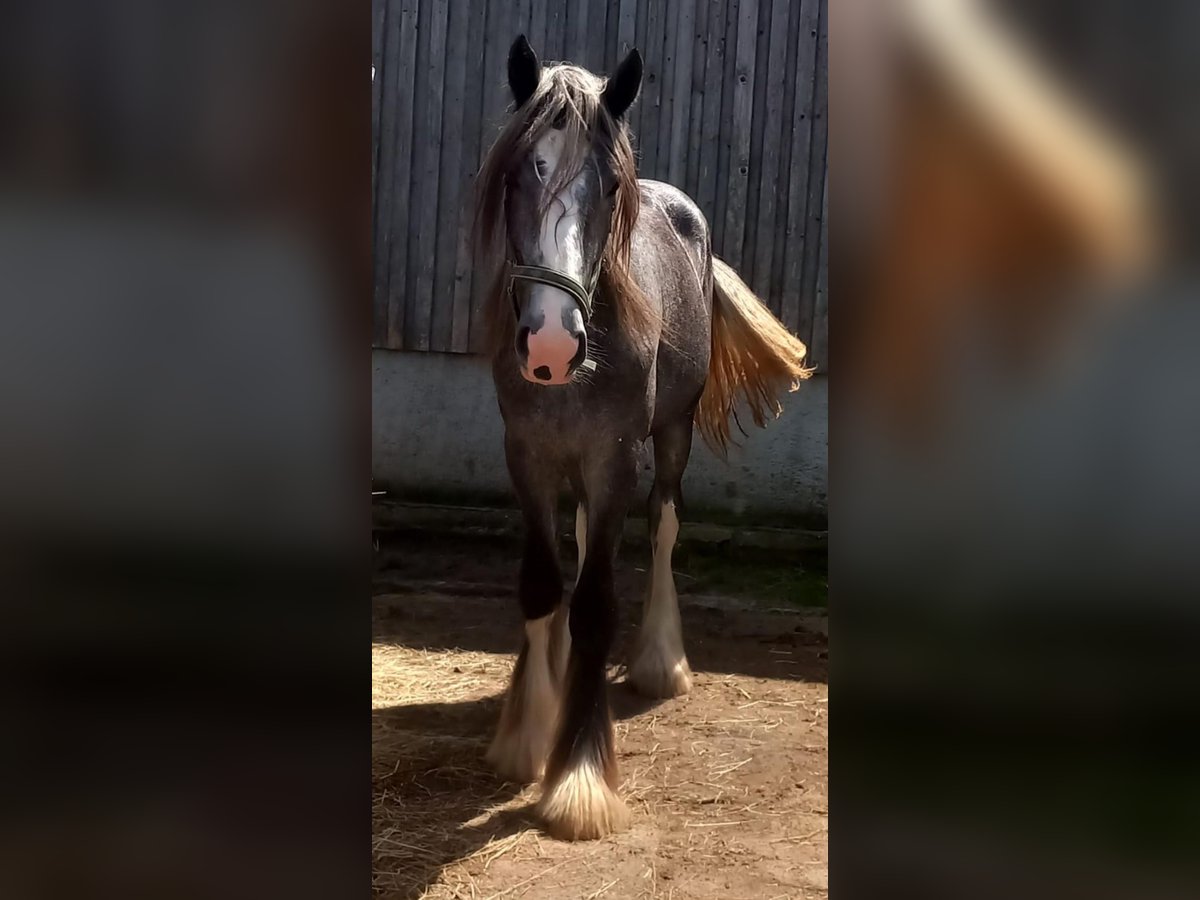 Shire Horse Mare 3 years 16,2 hh Can be white in Bad Füssing