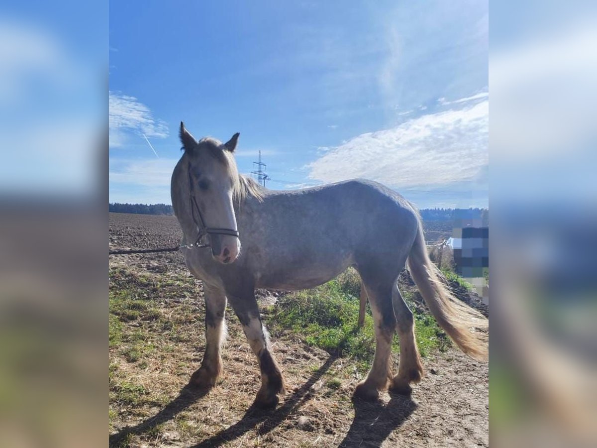 Shire Horse Mare 3 years 17,1 hh Grey in Ried im Innkreis