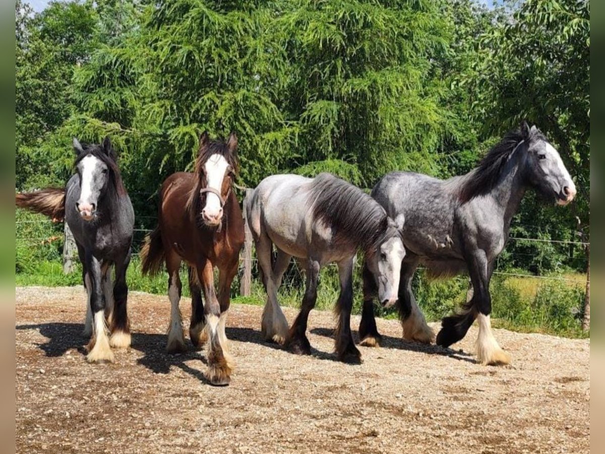 Shire Horse Mare 3 years 18 hh Brown in Bayern