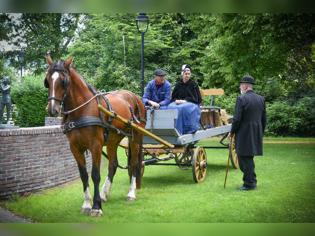 Shire Horse Mix Mare 4 years 17 hh Brown in Schagerbrug