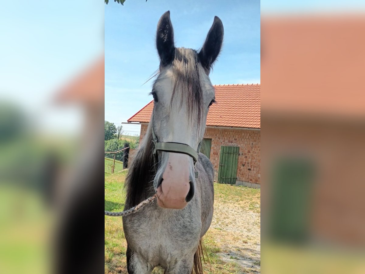 Shire Horse Mare 4 years 17,2 hh Grey in Bad F&#xFC;ssing