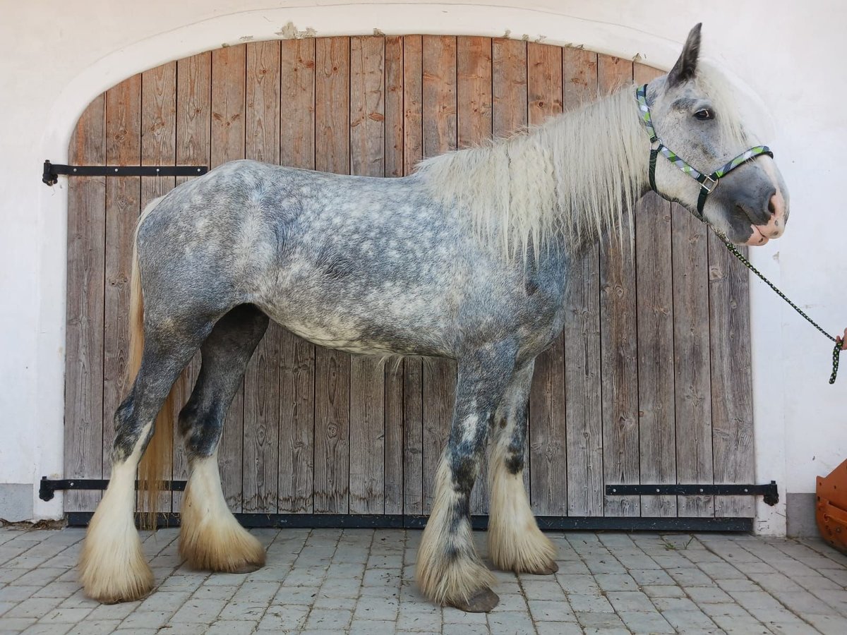 Shire Horse Mare 4 years 17,2 hh Grey in Ried im Innkreis Shire Horse Mare 4 years 17,2 hh Grey in Ried im Innkreis