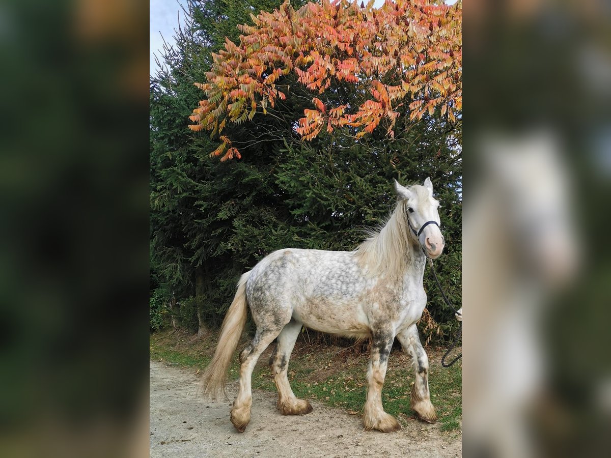 Shire Horse Mare 4 years 17,2 hh Grey in Ried im Innkreis