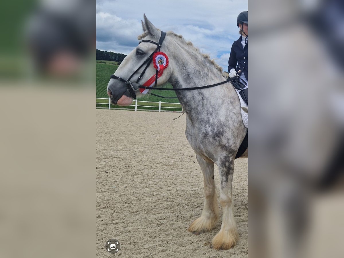 Shire Horse Mare 5 years 17 hh Gray-Dapple in Bayern