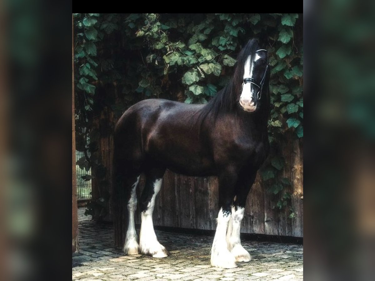 Shire Horse Mare 5 years 18 hh Black in Salzweg