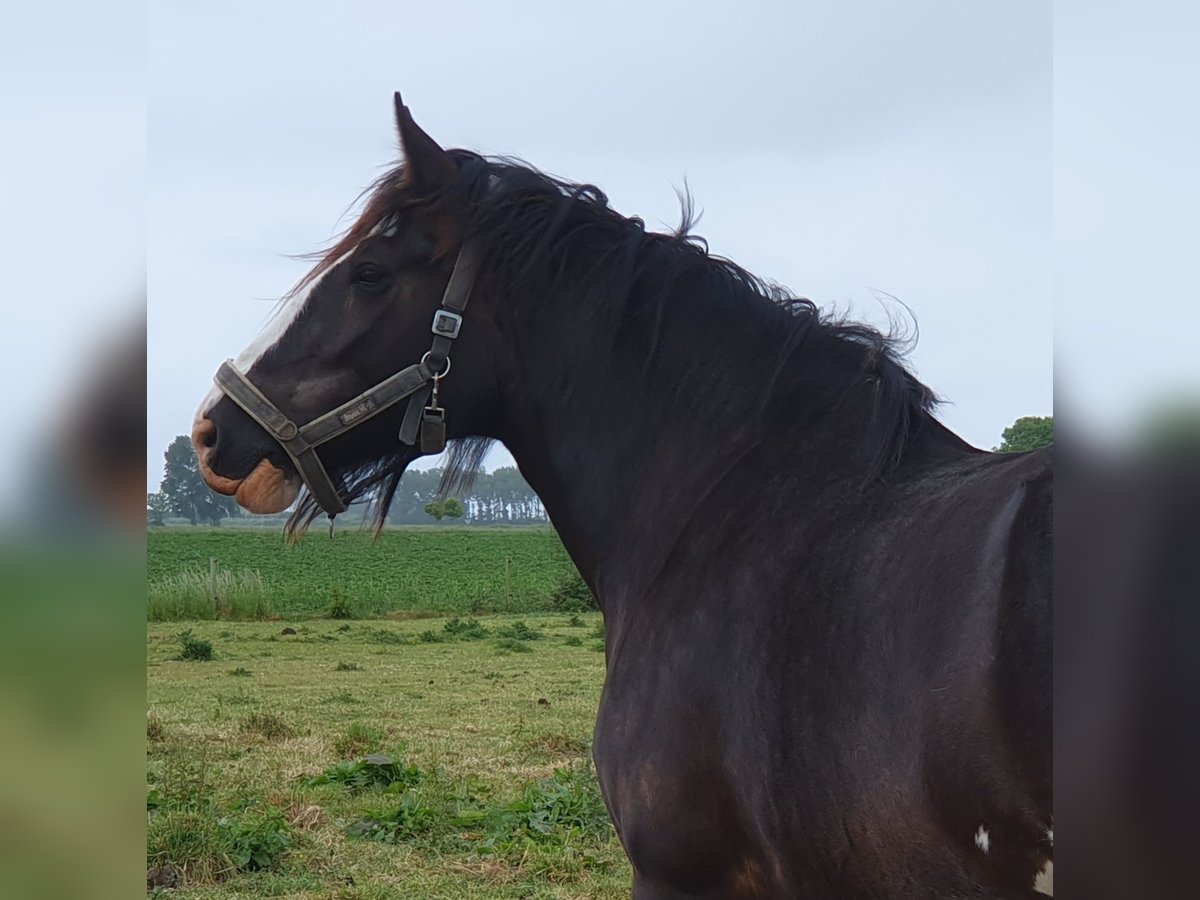 Shire Horse Mare 5 years 18,2 hh Black in Sint-Annaland