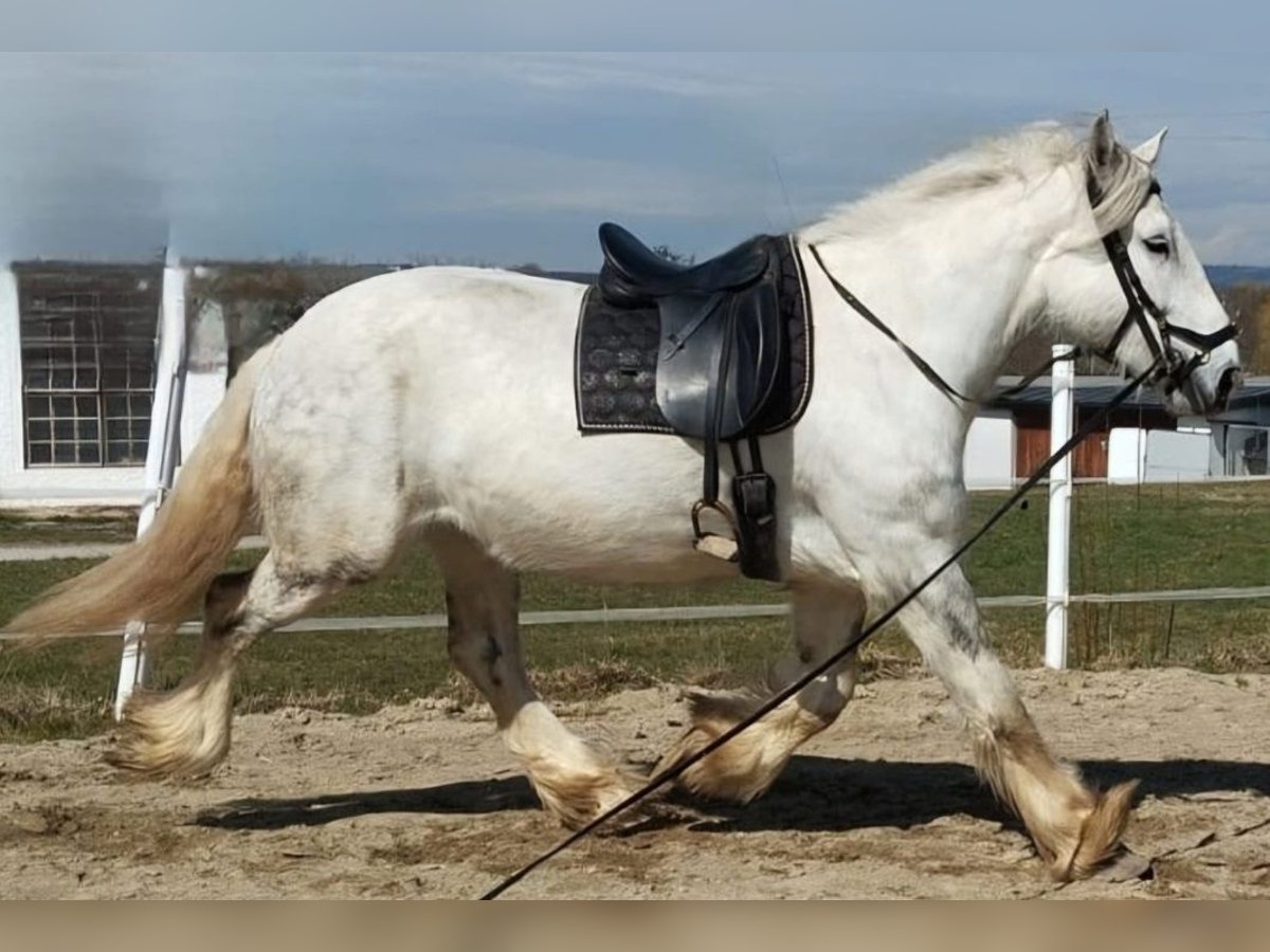 Shire Horse Mare 6 years 17 hh Grey-Dapple in Bad F&#xFC;ssing