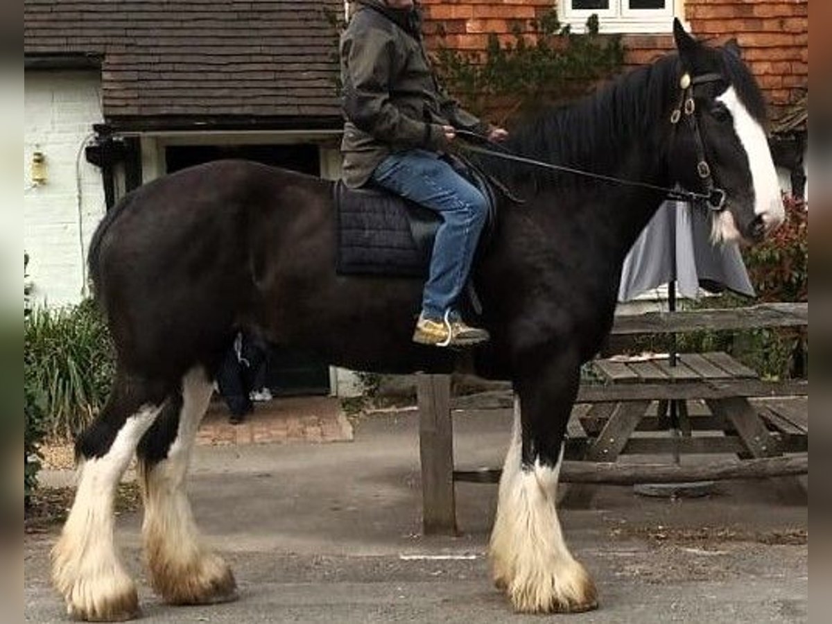 Shire Horse Mare 6 years in whitegate