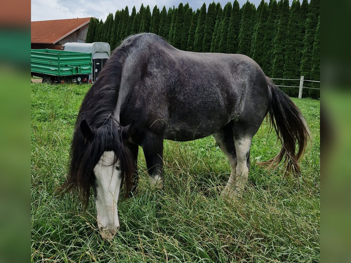 Shire Horse Mare 7 years 17,2 hh Roan-Blue in Bayern