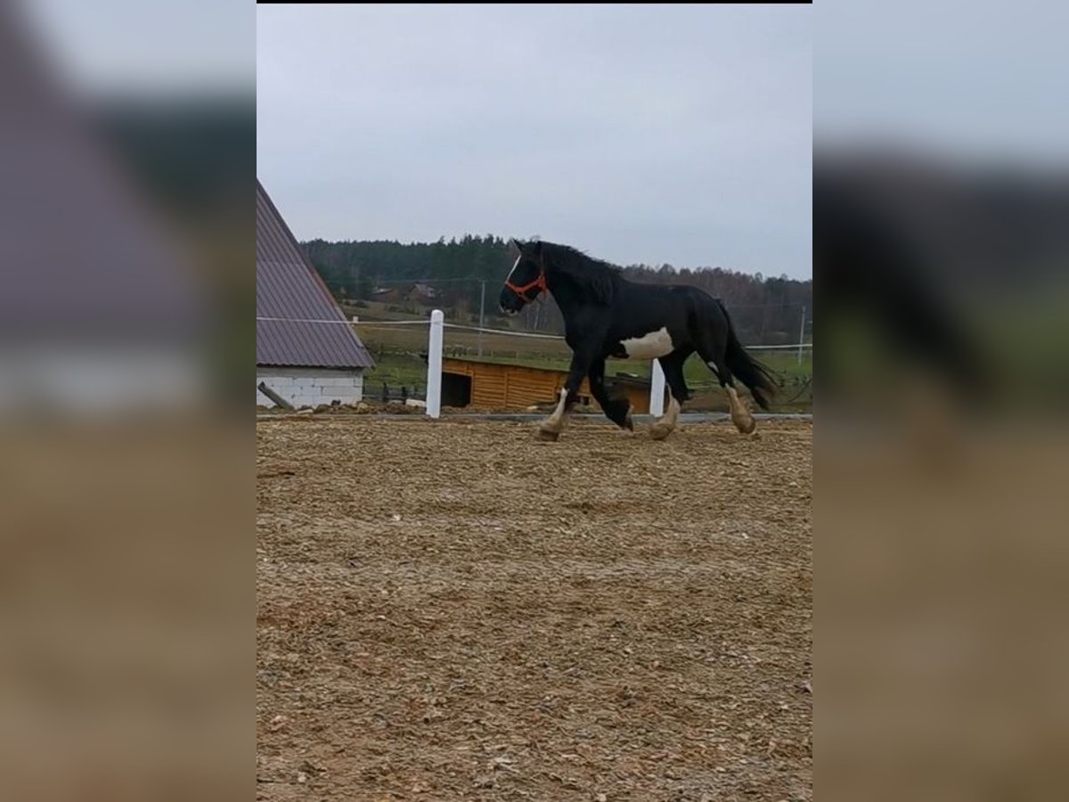 Shire Horse Mare 8 years 17,1 hh Black in KIELNO