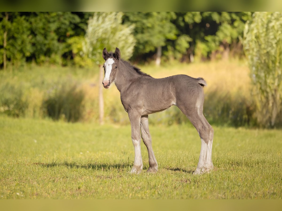 Shire Horse Mare Foal (01/2025) 18 hh Black in W&#x119;gorzyno