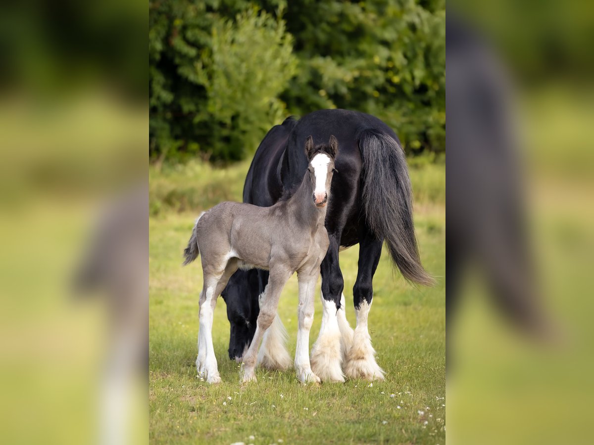 Shire Horse Mare Foal (01/2025) 18,1 hh in W&#x119;gorzyno
