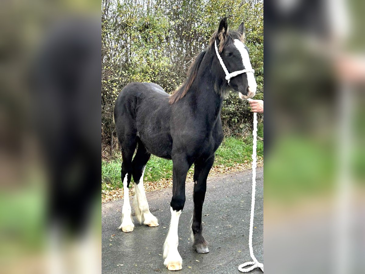 Shire Horse Mare Foal (03/2025) in 2bq
