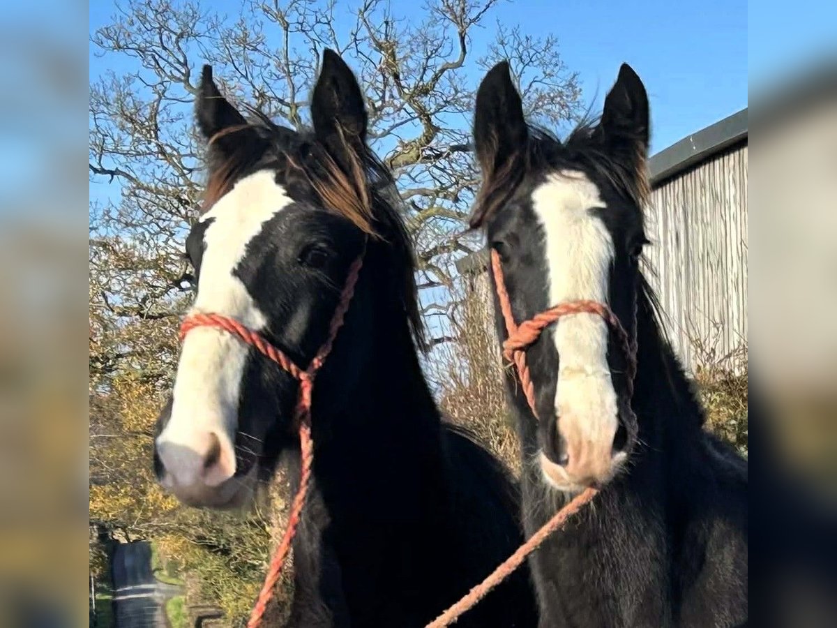 Shire Horse Mare Foal (04/2025) in marbury