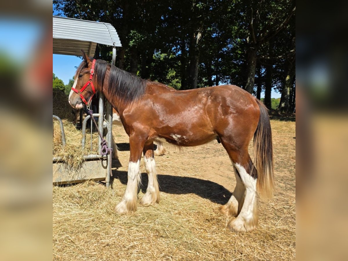 Shire Horse Semental 1 año 164 cm Castaño rojizo in Confolens