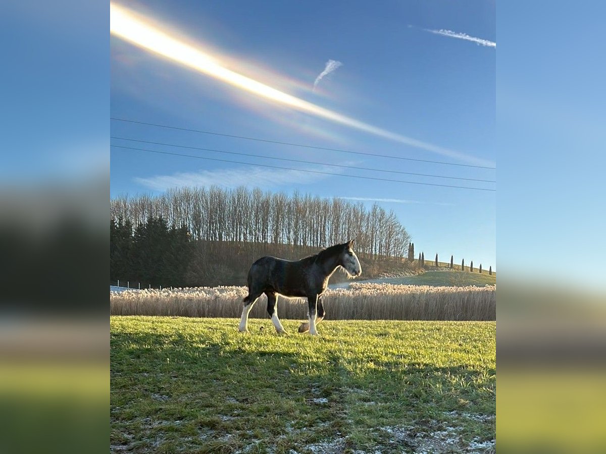 Shire Horse Semental 1 año 180 cm Tordo in Ried im Innkreis