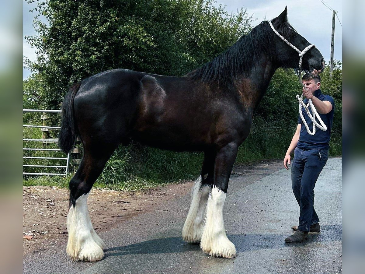 Shire Horse Semental 2 años in whitgate