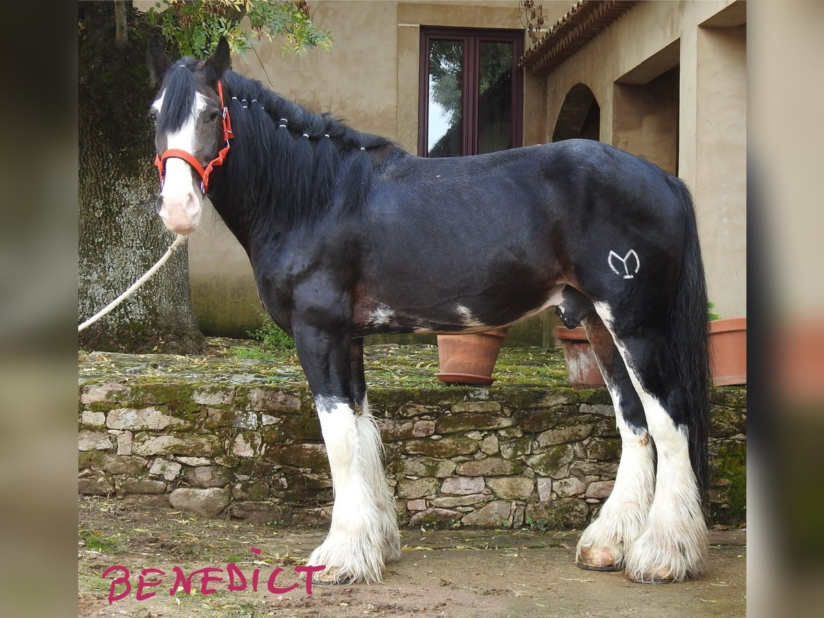 Shire Horse Semental 8 años 187 cm Castaño oscuro in Yecla De Yeltes