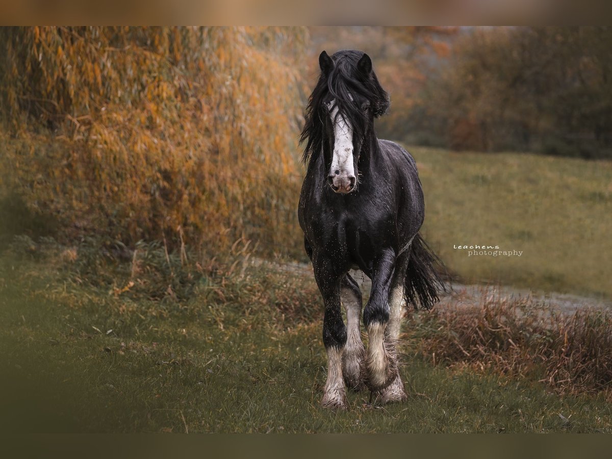 Shire Horse Semental Negro in Essen