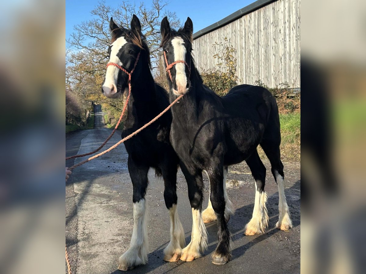 Shire Horse Semental Potro (04/2025) in whitegate