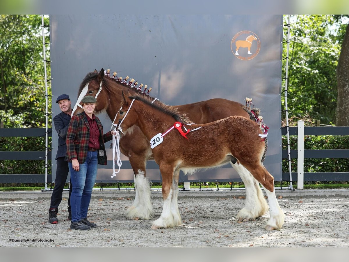 Shire Horse Semental Potro (03/2025) Castaño in Witteveen Shire Horse Semental Potro (03/2025) Castaño in Witteveen