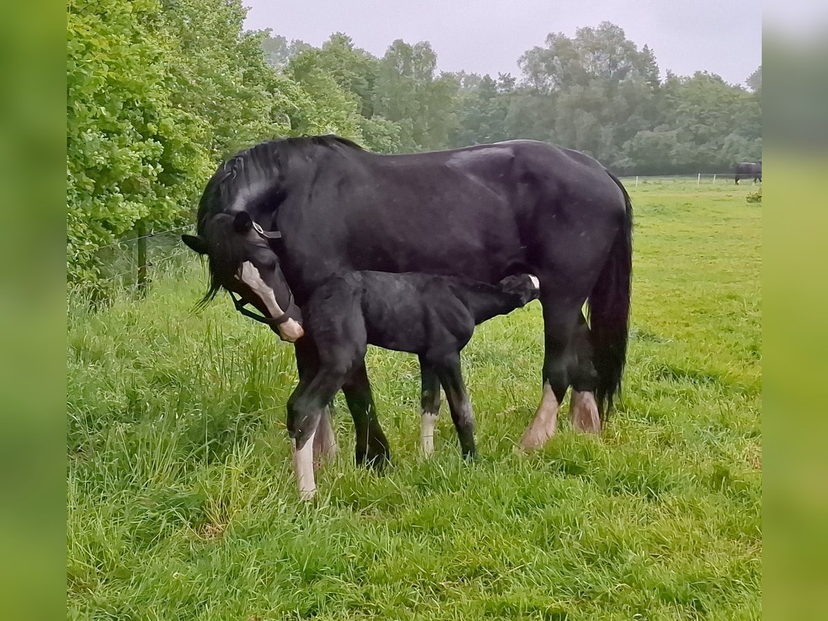 Shire Horse Semental Potro (05/2025) Tordo in Halle