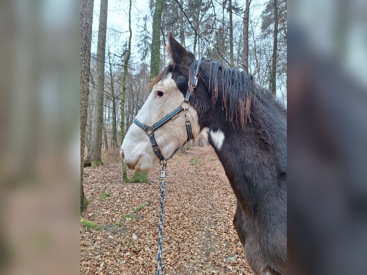 Shire Horse Stallion 1 year 14,1 hh Brown in Gnas