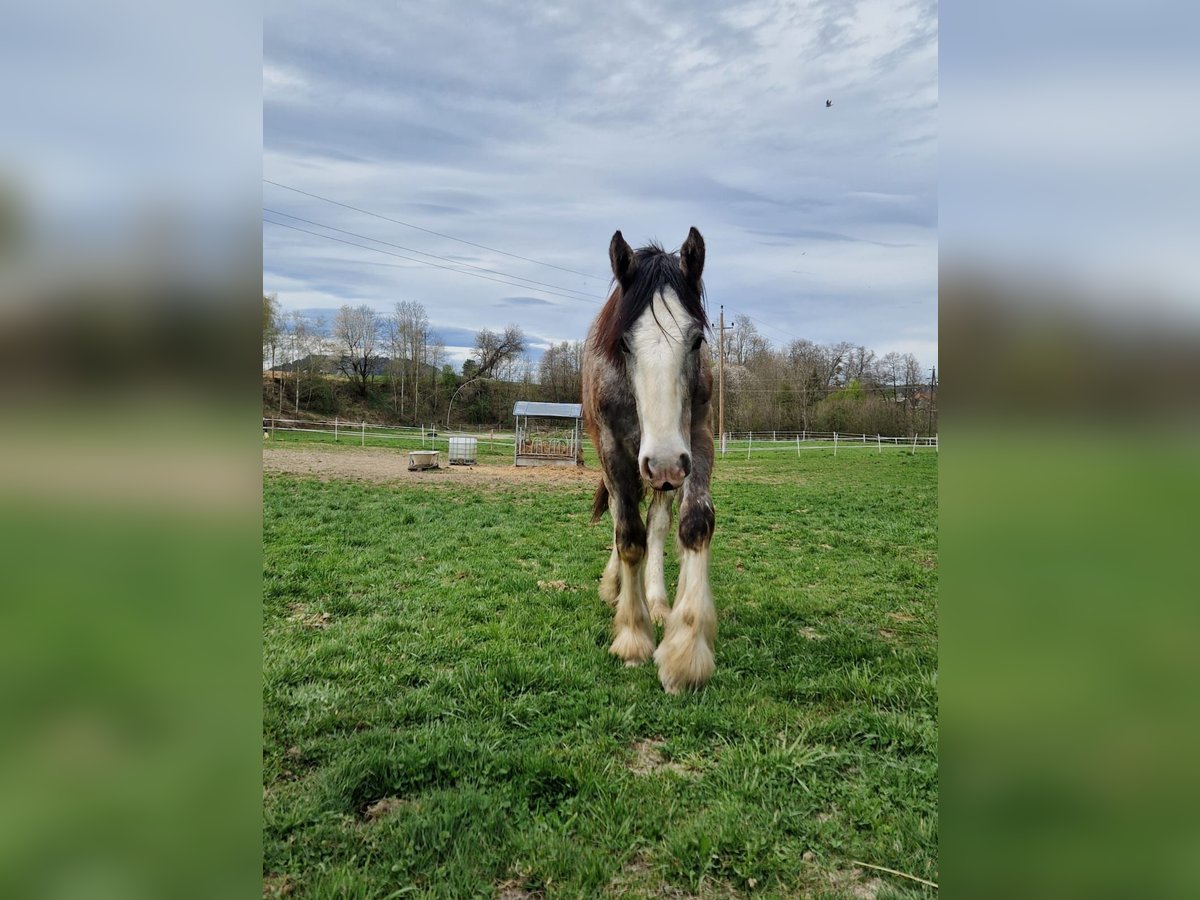 Shire Horse Stallion 1 year 17,2 hh Grey in Ried im Innkreis Shire Horse Stallion 1 year 17,2 hh Grey in Ried im Innkreis