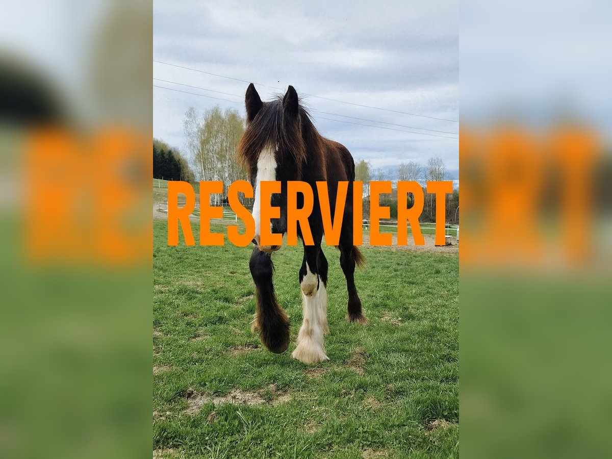 Shire Horse Stallion 1 year 18 hh Brown in Ried im Innkreis