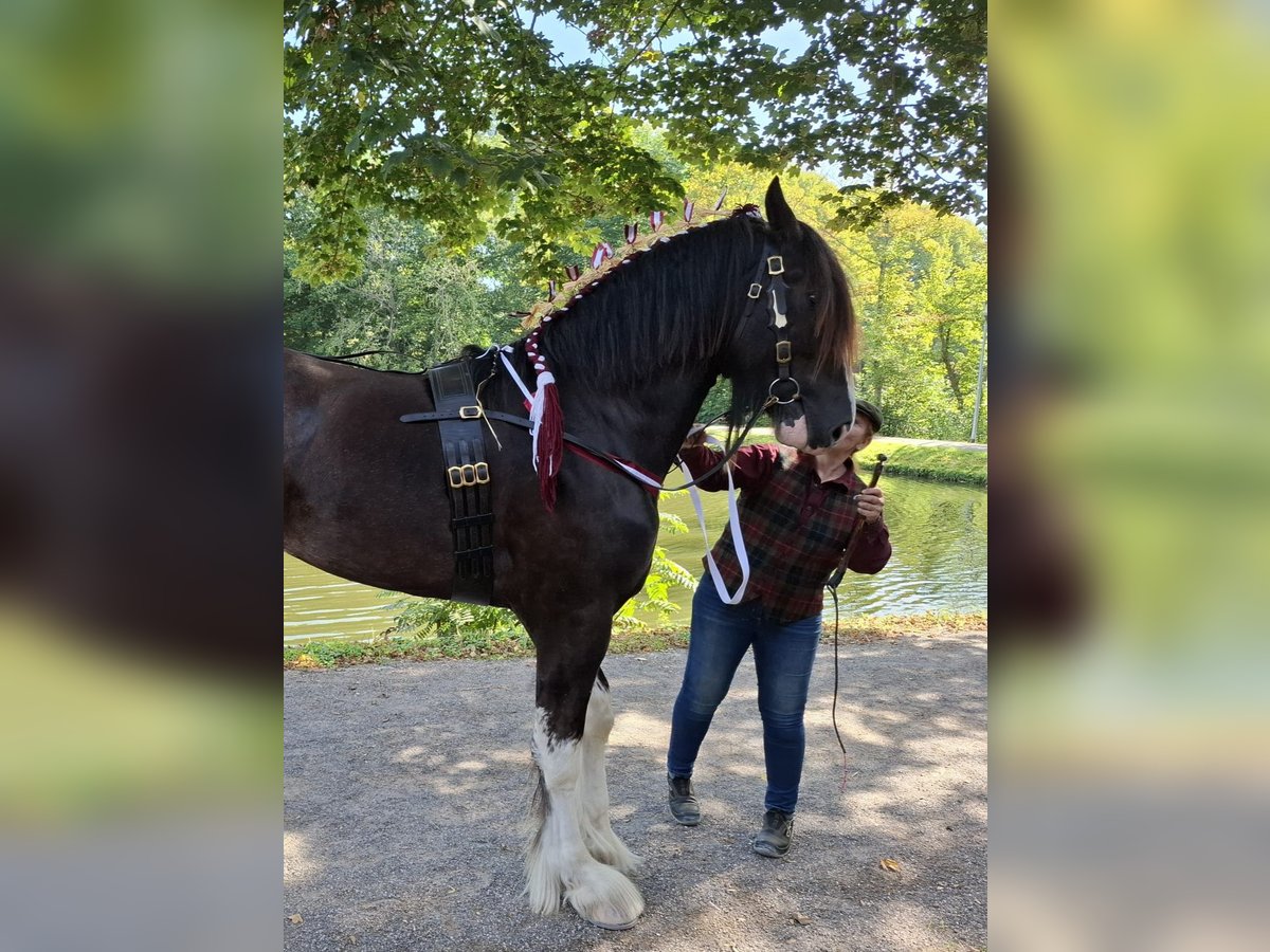 Shire Horse Stallion 2 years Black in Witteveen