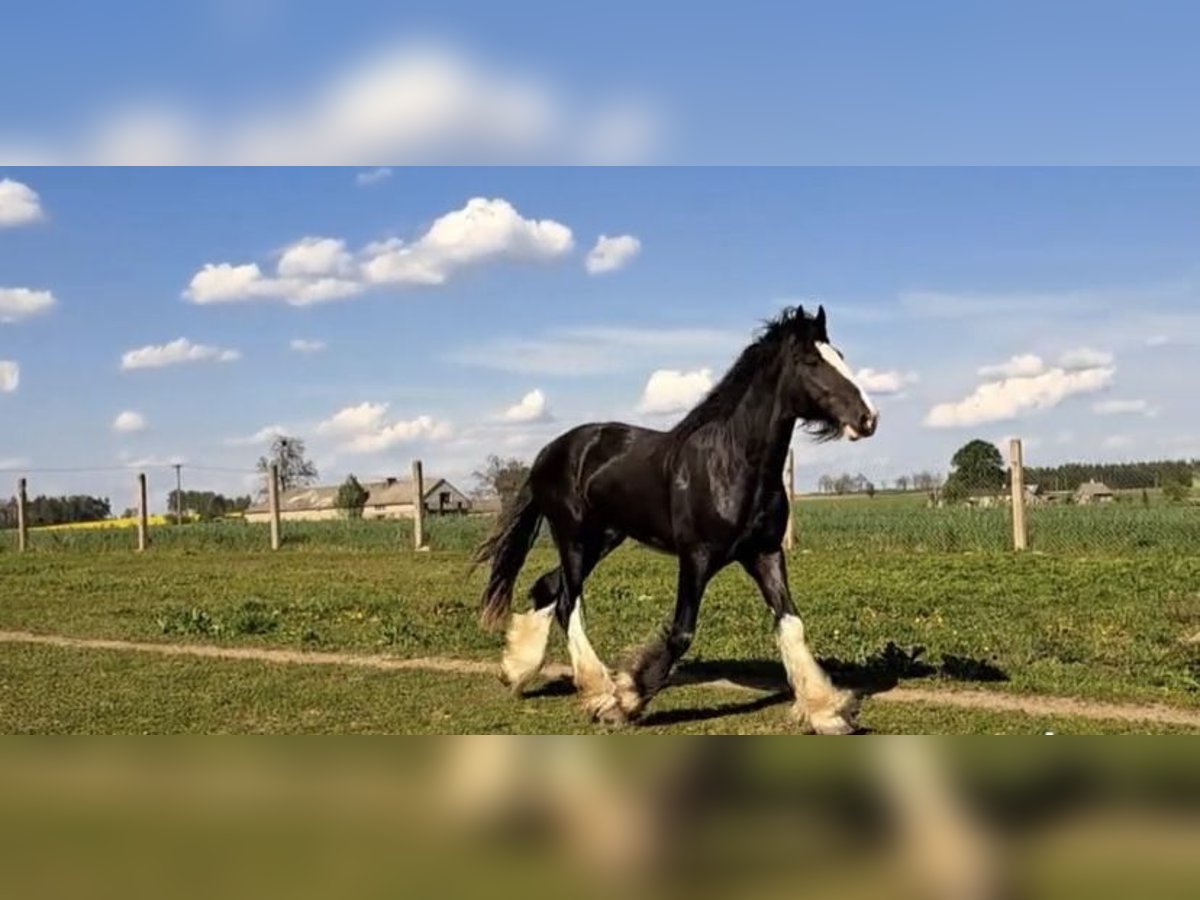 Shire Horse Stallion 3 years 17,2 hh Brown in Z&#x105;browo