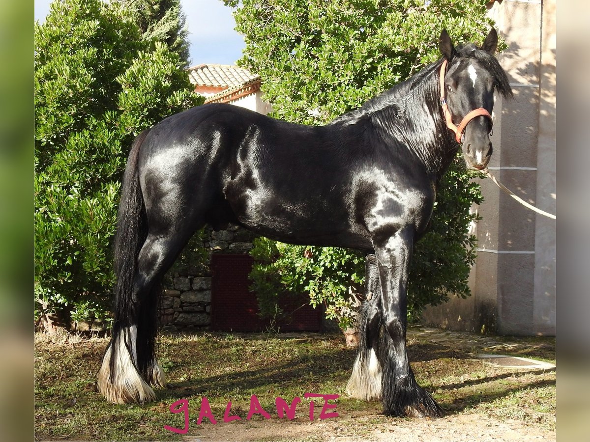 Shire Horse Stallion 4 years 18 hh Black in Yecla De Yeltes